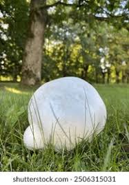 Attēlu rezultāti vaicājumam “Langermania gigantea”