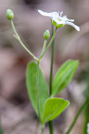 Attēlu rezultāti vaicājumam “Moehringia lateriflora leaf”