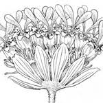 Image result for Adlumia cirrhosa