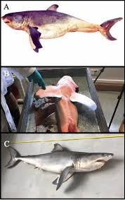 Image result for Carcharodon carcharias