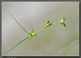 Attēlu rezultāti vaicājumam “Carex loliacea”