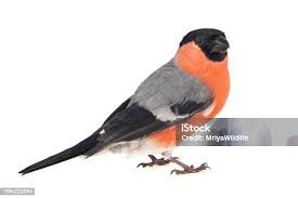 Attēlu rezultāti vaicājumam “Pyrrhula pyrrhula male”