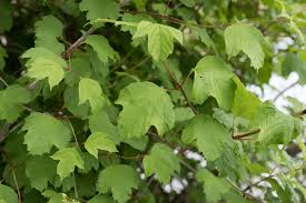Attēlu rezultāti vaicājumam “Viburnum opulus leaf”