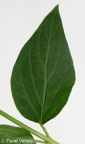 Attēlu rezultāti vaicājumam “Vincetoxicum hirundinaria leaf”
