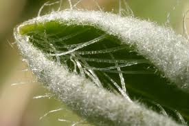 Attēlu rezultāti vaicājumam “Pilosella officinarum leaf”