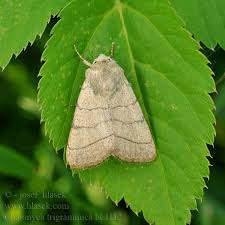 Attēlu rezultāti vaicājumam “Charanyca trigrammica”