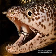 Image result for Gymnothorax moringa