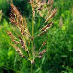 Attēlu rezultāti vaicājumam “Calamagrostis canescens leaf”