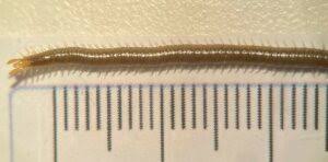 Attēlu rezultāti vaicājumam “Geophilidae”