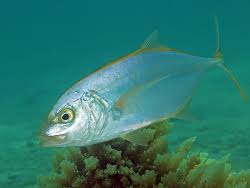 Image result for Caranx bartholomaei