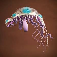 Attēlu rezultāti vaicājumam “Scyphozoa”