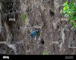Attēlu rezultāti vaicājumam “Alcedo atthis nest”