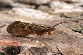 Attēlu rezultāti vaicājumam “Potamophylax”