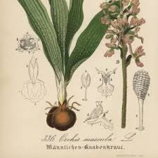 Attēlu rezultāti vaicājumam “Orchis mascula bud”