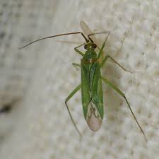 Attēlu rezultāti vaicājumam “Blepharidopterus angulatus”