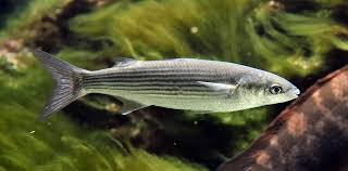 Image result for Chelon labrosus