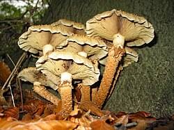 Attēlu rezultāti vaicājumam “Pholiota squarrosoides”