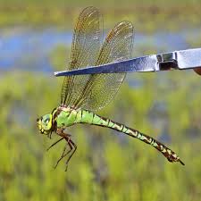 Attēlu rezultāti vaicājumam “Aeshna viridis”