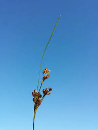 Attēlu rezultāti vaicājumam “Juncus alpinoarticulatus fruit”