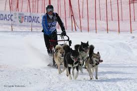 Image result for Team Ice Fire British Sled Dog Racing Team