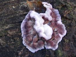 Attēlu rezultāti vaicājumam “Chondrostereum purpureum”