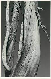 Image result for Ansel Adams Aspens New Mexico