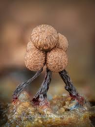 Attēlu rezultāti vaicājumam “Cribraria languescens”