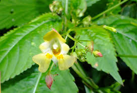 Attēlu rezultāti vaicājumam “Impatiens parviflora”