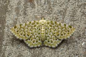 Attēlu rezultāti vaicājumam “Eriopygodes imbecilla”