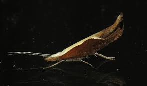 Attēlu rezultāti vaicājumam “Ypsolopha dentella”