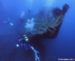 Image result for Canary Divers