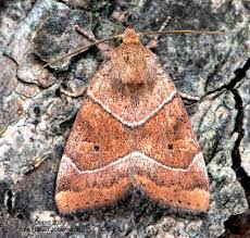 Attēlu rezultāti vaicājumam “Cosmia trapezina”