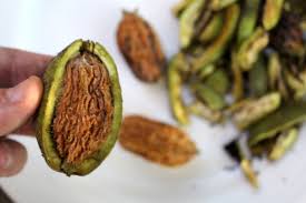 Attēlu rezultāti vaicājumam “Juglans cinerea fruit”