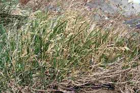 Attēlu rezultāti vaicājumam “Poa pratensis”