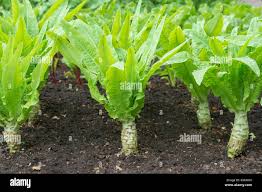 Attēlu rezultāti vaicājumam “Lactuca sativa”