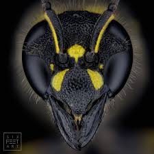 Attēlu rezultāti vaicājumam “Ancistrocerus sp.”