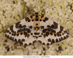 Attēlu rezultāti vaicājumam “Abraxas grossulariata imago”