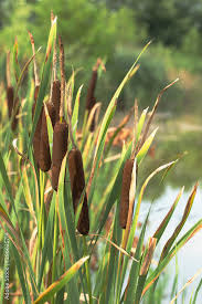 Attēlu rezultāti vaicājumam “Typha angustifolia”