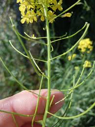 Attēlu rezultāti vaicājumam “Sisymbrium volgense flower”
