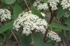 Attēlu rezultāti vaicājumam “Viburnum lantana”