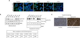 Attēlu rezultāti vaicājumam “Cinclidotus danubicus cells”