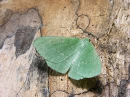 Attēlu rezultāti vaicājumam “Geometra papilionaria”