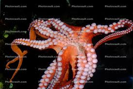 Image result for Enteroctopus dofleini