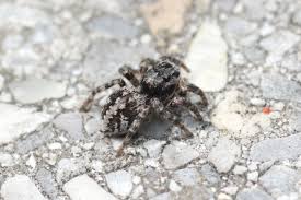 Attēlu rezultāti vaicājumam “Aelurillus v-insignitus”