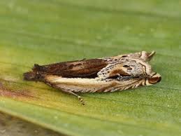 Attēlu rezultāti vaicājumam “Ancylis apicella”