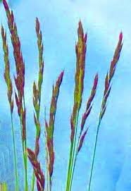 Attēlu rezultāti vaicājumam “Festuca ovina fruit”