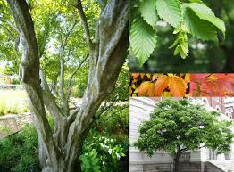 Attēlu rezultāti vaicājumam “Carpinus caroliniana”