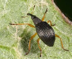 Attēlu rezultāti vaicājumam “Protapion sp.”