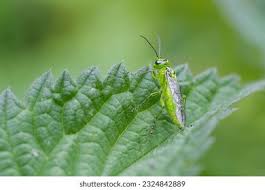 Attēlu rezultāti vaicājumam “Rhogogaster viridis”