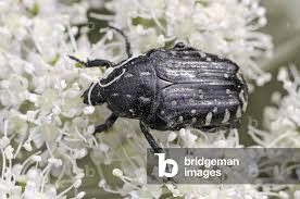 Attēlu rezultāti vaicājumam “Oxythyrea funesta”